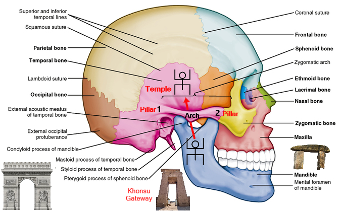 Zygomatic Arch Twin Pillars of Face